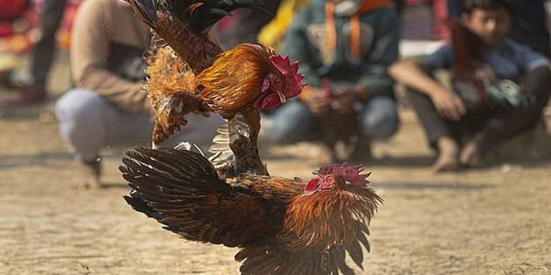 Đá Gà 88 - Cá Cược Đỉnh Cao Không Lo Trắng Vốn Tại F168 Đá Gà 88 - Cá Cược Đỉnh Cao Không Lo Trắng Vốn Tại F168